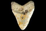 Fossil Megalodon Tooth - North Carolina #124336-2